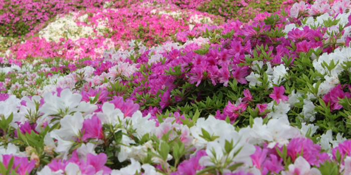 東京都東村山市の花　ツツジ