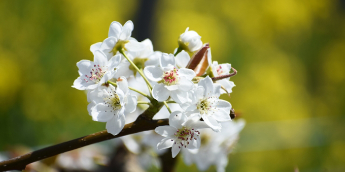 鳥取県の花　二十世紀梨の花