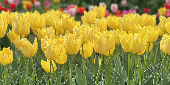 鳥取県日吉津村の花　チューリップ