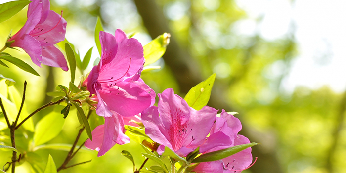 鳥取県日野町の花　ツツジ