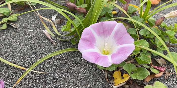 鳥取県北栄町の花　ハマヒルガオ