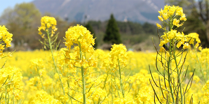 鳥取県伯耆町の花　菜の花