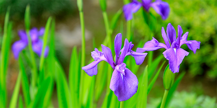 鳥取県岩美町の花　カキツバタ