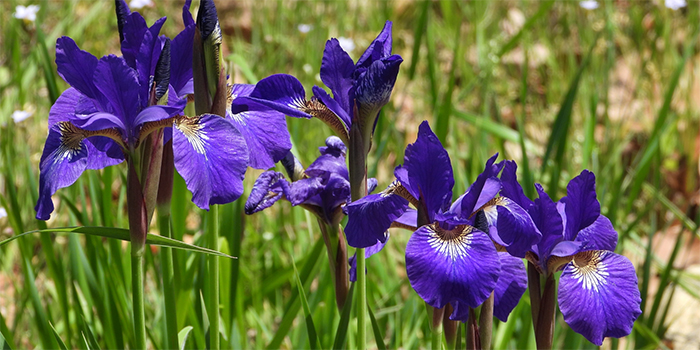 鳥取県江府町の花　アヤメ