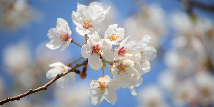 鳥取県琴浦町の花　サクラ