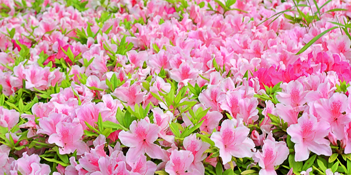 鳥取県倉吉市の花 ツツジ