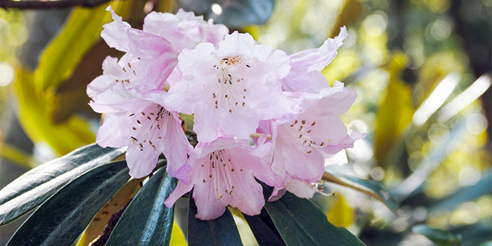 鳥取県三朝町の花　ホンシャクナゲ