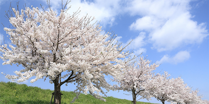 鳥取県南部町の花　さくら