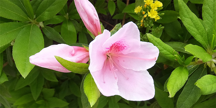 鳥取県日南町の花　ツツジ