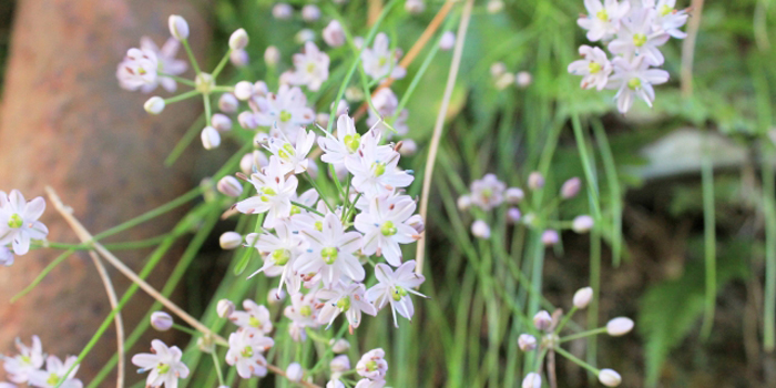 鳥取県鳥取市の花　らっきょうの花