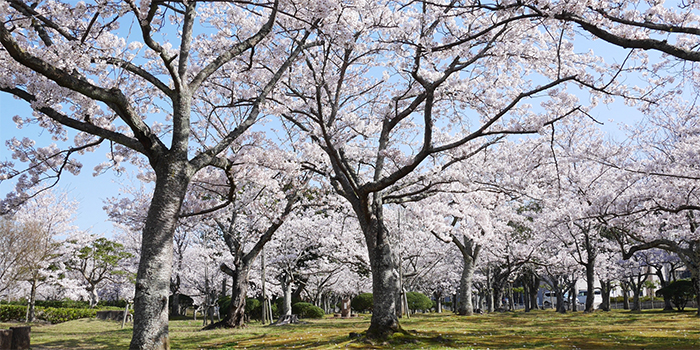 鳥取県若桜町の木　桜