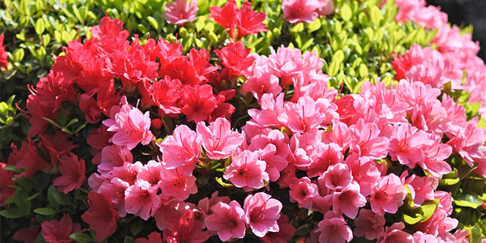 鳥取県八頭町の花　さつき