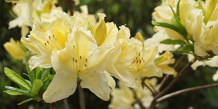 鳥取県米子市の花　ツツジ