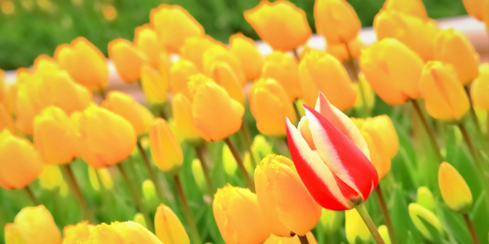 富山県の花　チューリップ