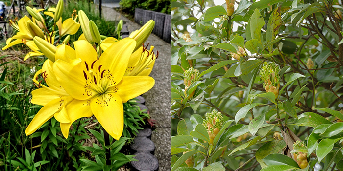 富山県氷見市の花　ユリ・ツママ