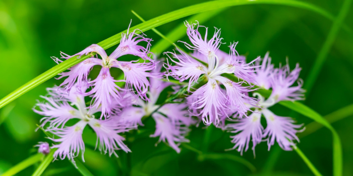 富山県射水市の花　カワラナデシコ