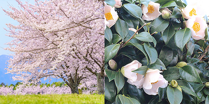 富山県黒部市の花　さくら・つばき