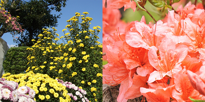 富山県滑川市の花　菊・ツツジ