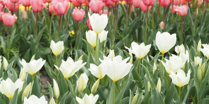 富山県の花　チューリップ