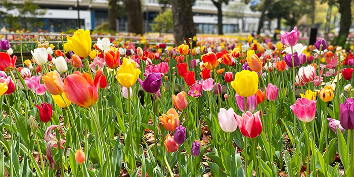 富山県砺波市の花　チューリップ