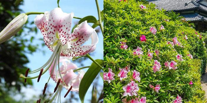 富山県魚津市の花　カノコユリ・ツツジ