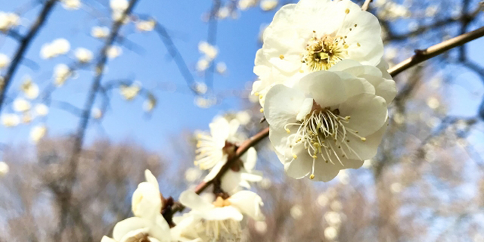 和歌山県の花　うめ