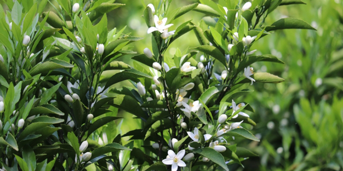 和歌山県有田市の花　ミカン