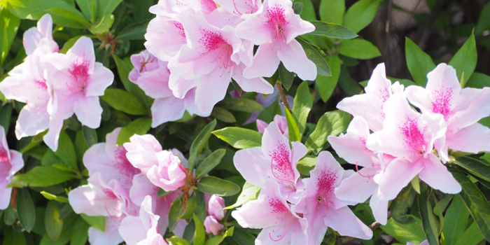 和歌山県橋本市の花　サツキ