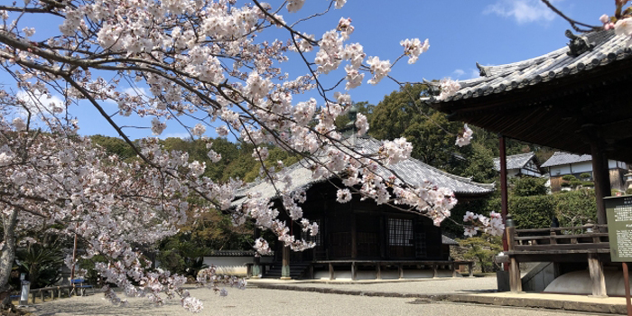 和歌山県岩出市の花　サクラ