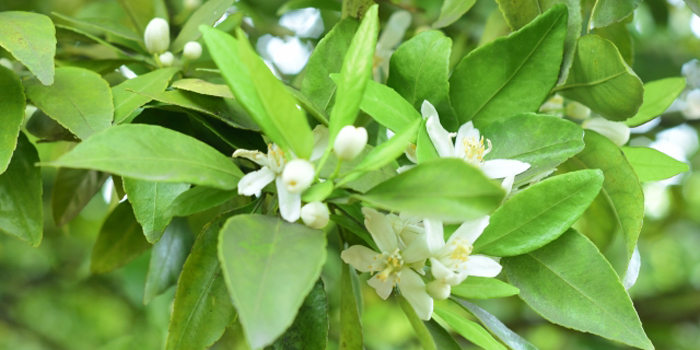 和歌山県海南市の花　ミカン