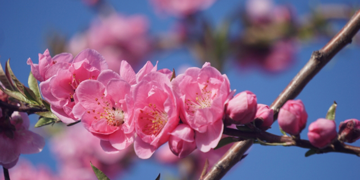 和歌山県紀の川市の花 もも