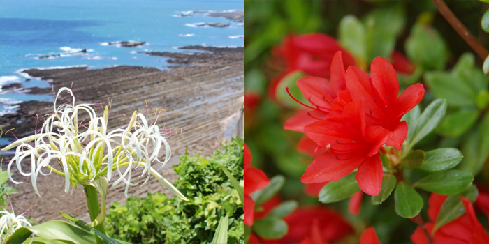 和歌山県新宮市の花　ハマユウ・川さつき