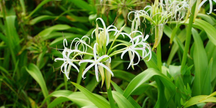 和歌山県西牟婁郡白浜の花　ハマユウ