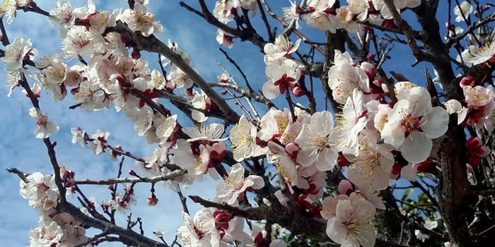 和歌山県田辺市の花　ウメ