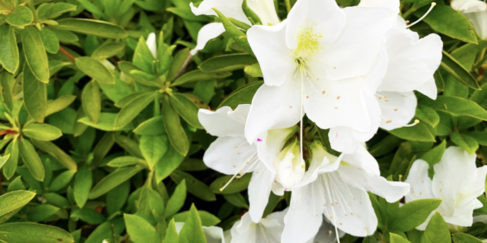 和歌山県和歌山市の花　つつじ