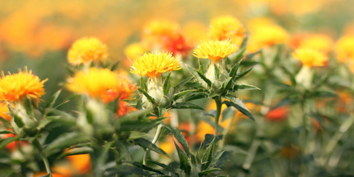 山形県の花　べにばな