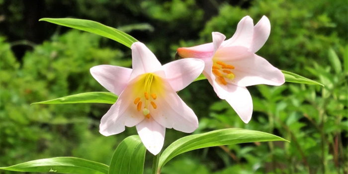 山形県西村山郡朝日町の花　ヒメサユリ