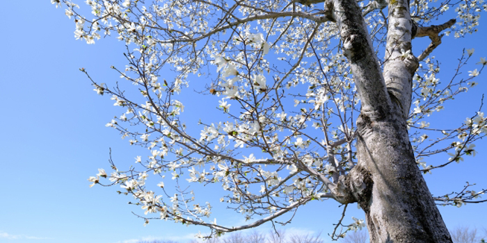 山形県最上郡舟形町の花　コブシ