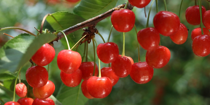 山形県東根市の花　サクランボ