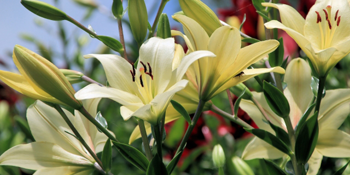 山形県西置賜郡飯豊町の花　ユリ
