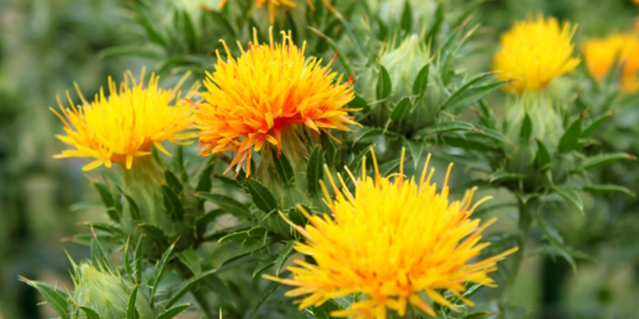 山形県西村山郡河北町の花　ベニバナ