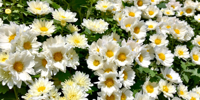 山形県上山市の花　菊