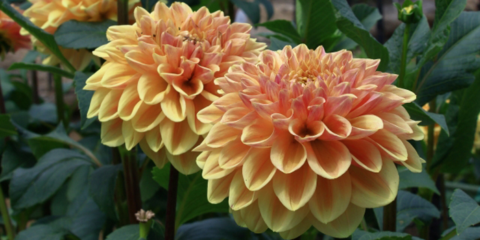 山形県東置賜郡川西町の花　ダリア