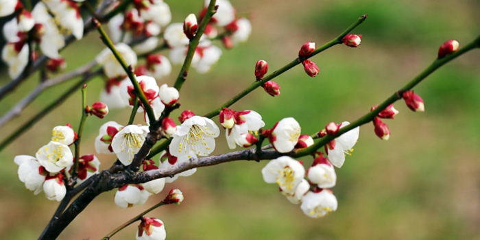 山形県最上郡真室川町の花　梅