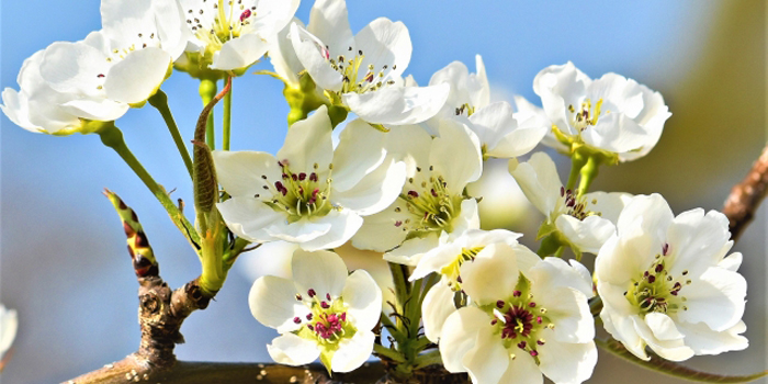 山形県東田川郡三川町の花　梨の花