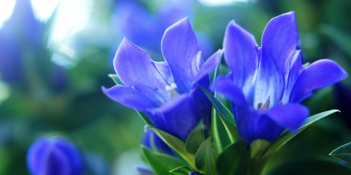 山形県最上郡最上町の花　リンドウ