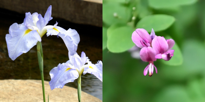 山形県長井市の花　萩アヤメ・ハギ