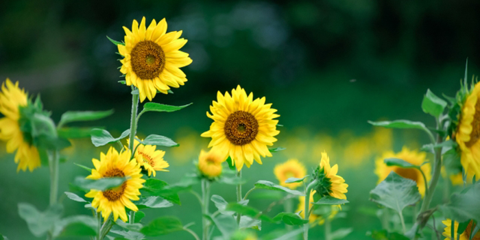 山形県東村山郡中山町の花　ヒマワリ