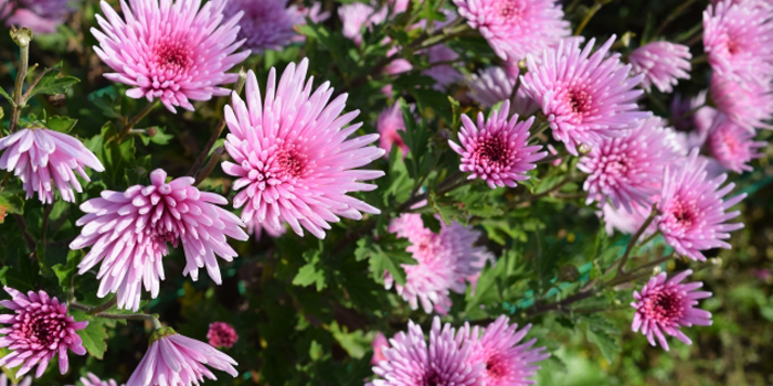 山形県南陽市の花　菊