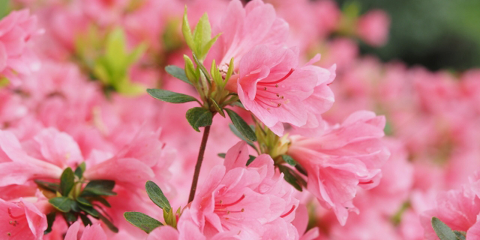 山形県尾花沢市の花　ツツジ
